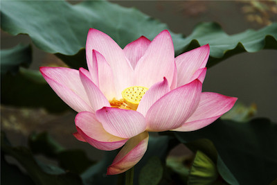 Radiant Lotus Qigong for Women